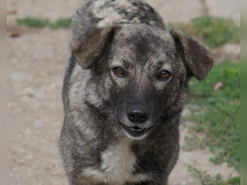 Schüchterne Bonnie sucht liebevolles Zuhause