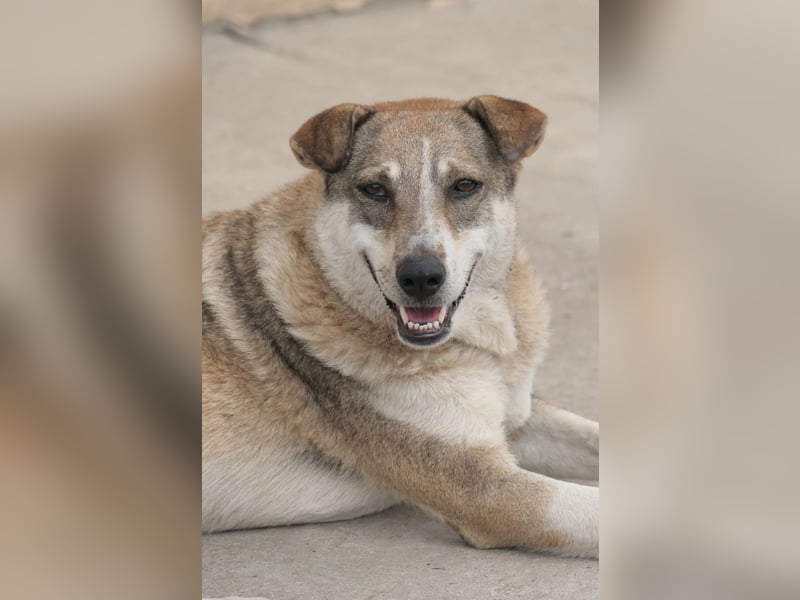 neugierige NIKA sucht sicheres Umfeld
