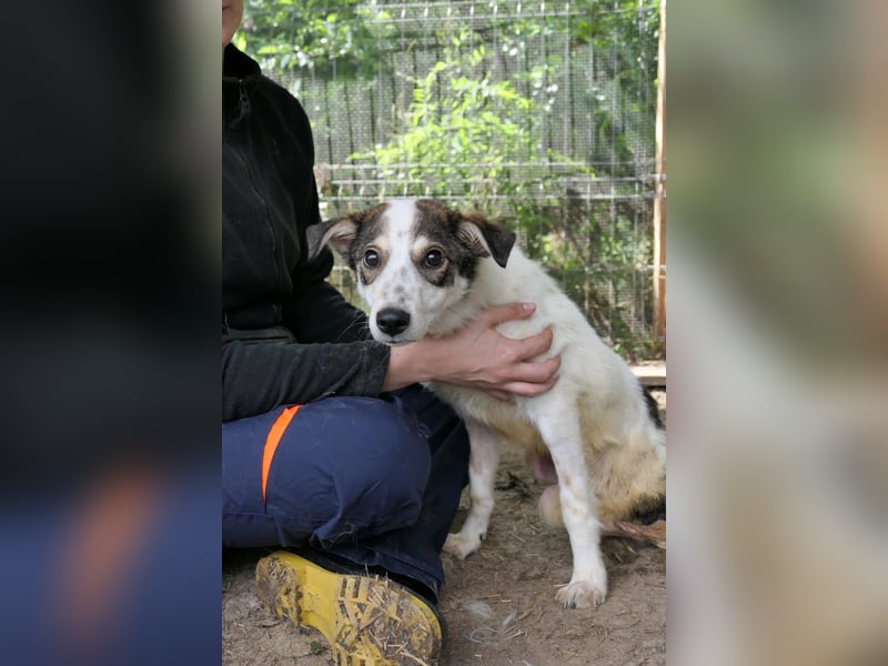 Joschi sucht seine Menschen