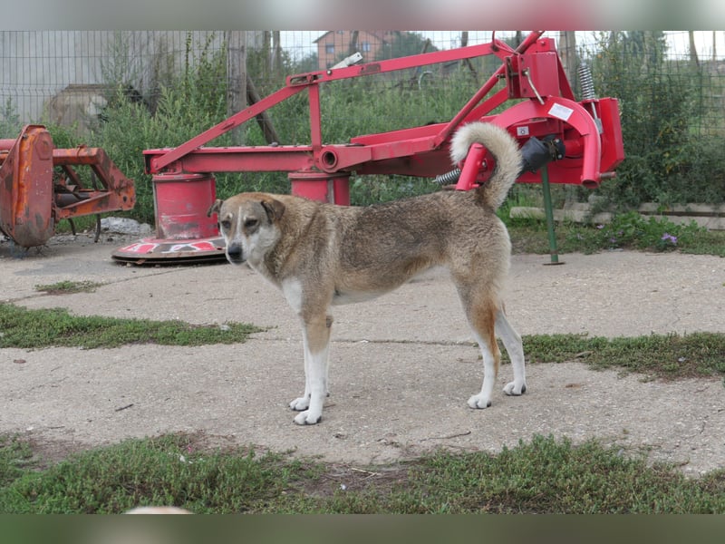 Unsere schüchterne Nika sucht ihre Menschen