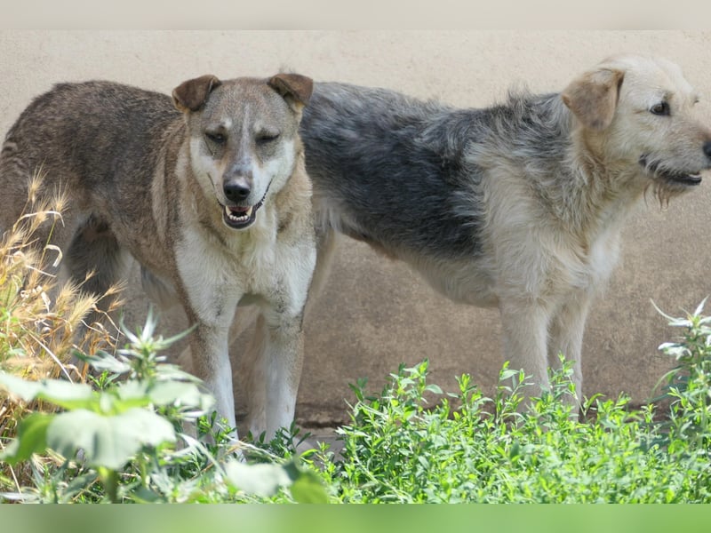 neugierige NIKA sucht sicheres Umfeld