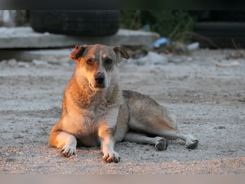 neugierige NIKA sucht sicheres Umfeld