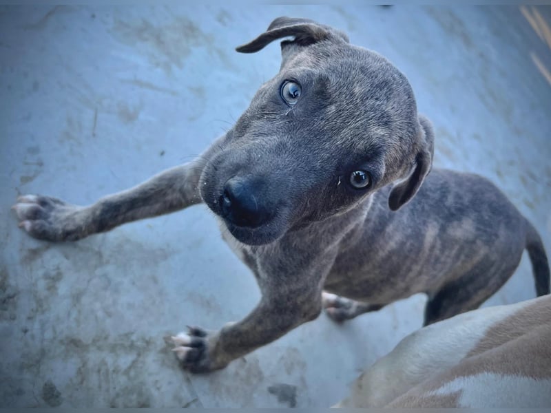 FREYA - fröhliches Welpenmädchen voller Lebensfreude