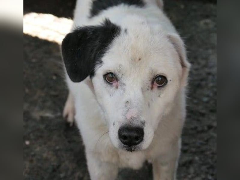 Unsere ruhige Seniorin Carla sucht dringend ein Zuhause