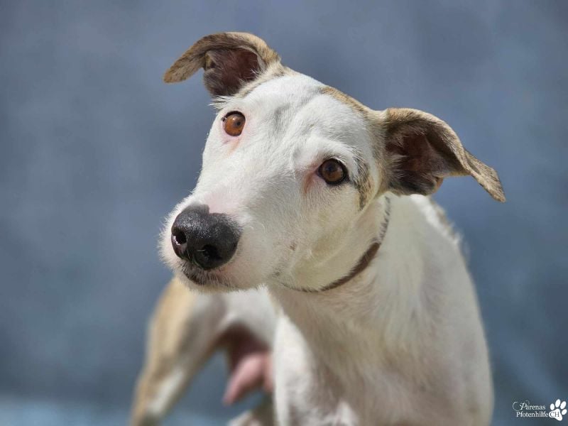 Christa ( Galgo Mix), ist ein absoluter Sonnenschein