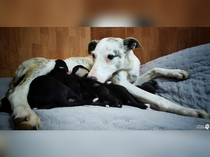 Christa ( Galgo Mix), ist ein absoluter Sonnenschein