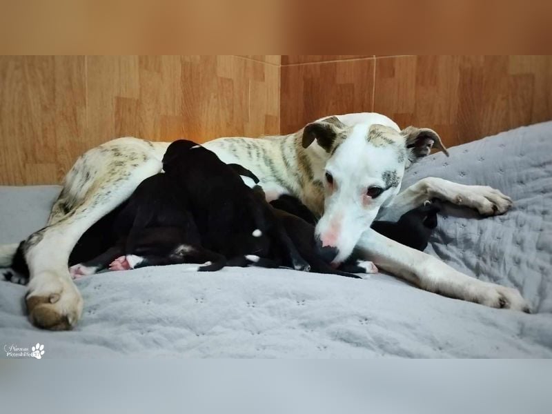 Christa ( Galgo Mix), ist ein absoluter Sonnenschein