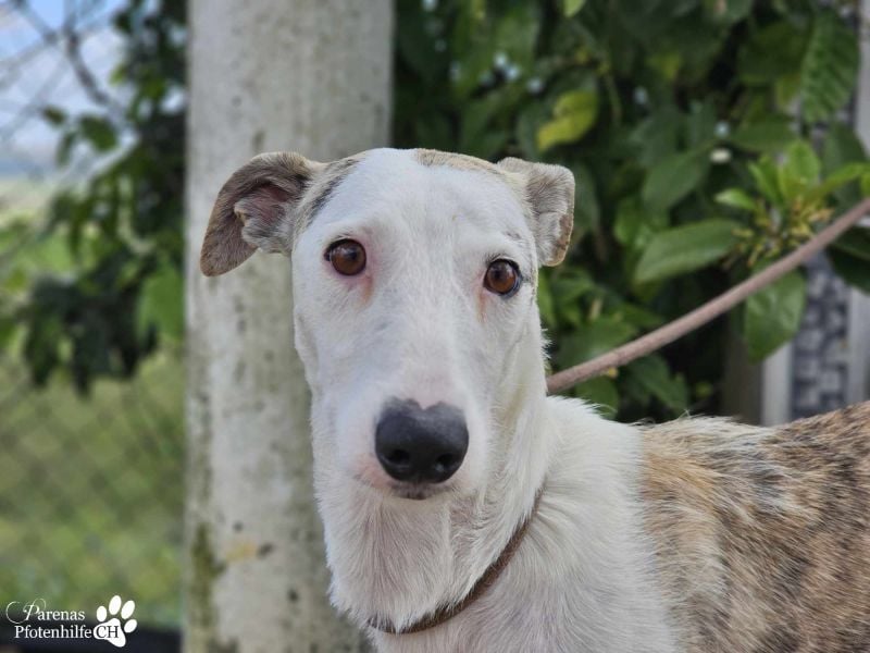 Christa ( Galgo Mix), ist ein absoluter Sonnenschein