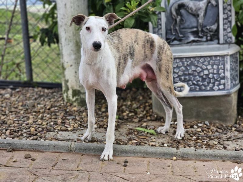 Christa ( Galgo Mix), ist ein absoluter Sonnenschein