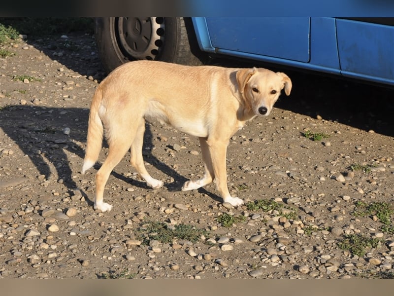 Ruby, Mischlingshündin 