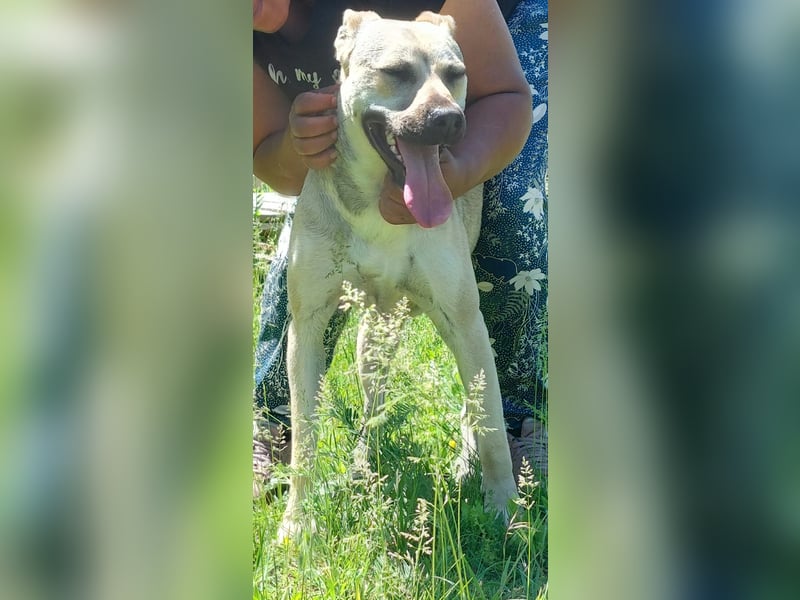 Csuti, eine Hündin mit Charme und Herz, sucht dich!