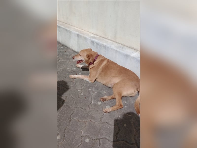 Liebe "Tininha" sucht noch ihr Zuhause