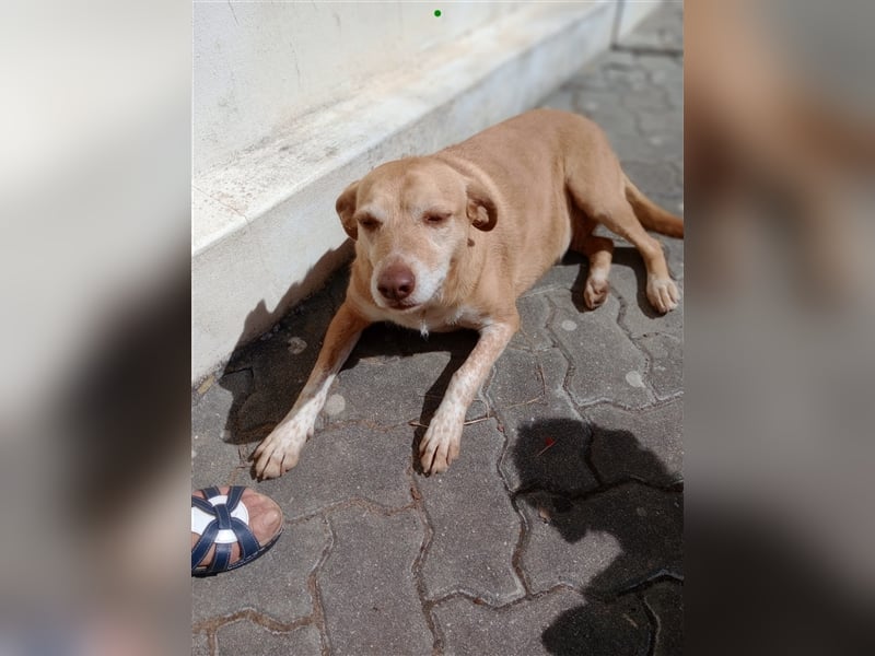 Liebe "Tininha" sucht noch ihr Zuhause