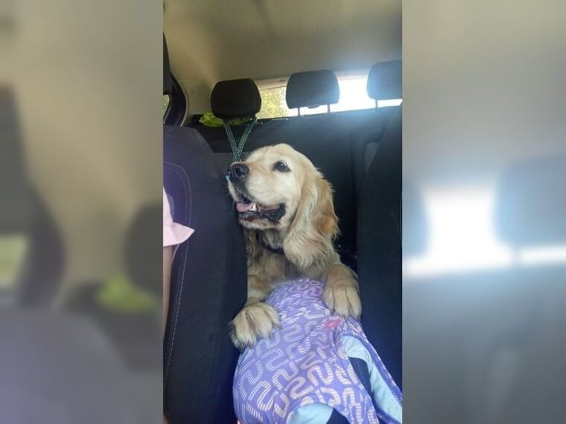 Cockerspaniel Hündin Mella ist der perfekte Familienhund
