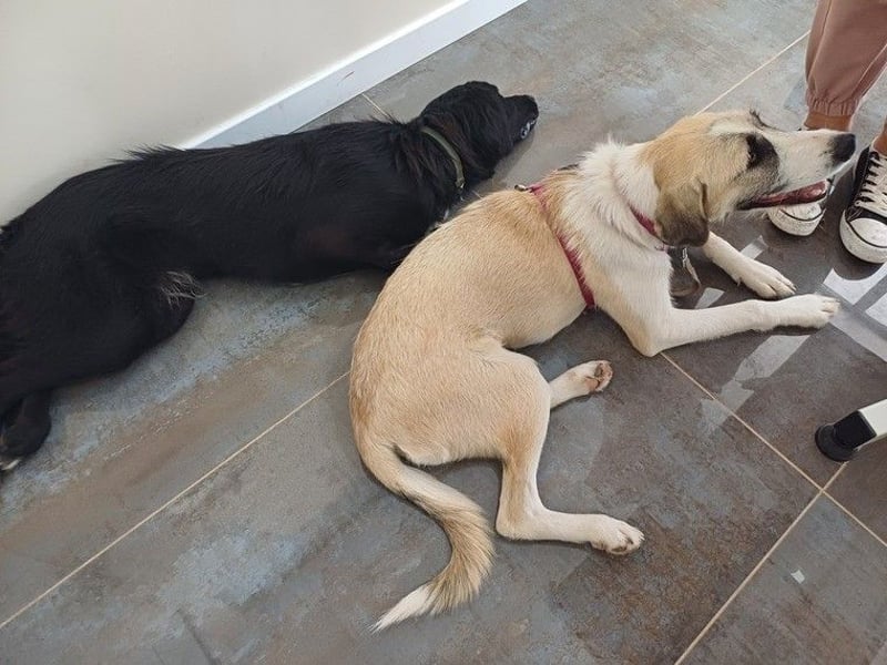 Schmusemaus Gül wäre so gerne Familienhund