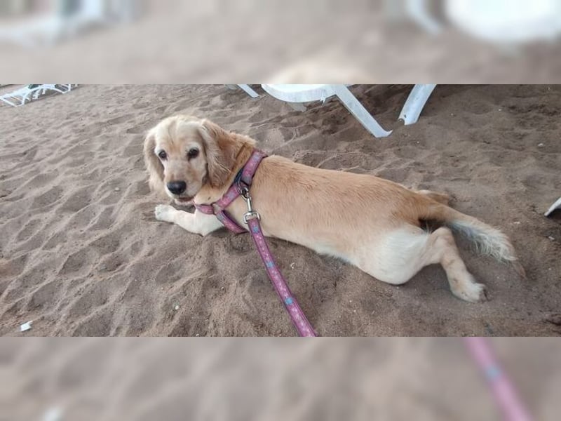 Cockerspaniel Hündin Mella ist der perfekte Familienhund