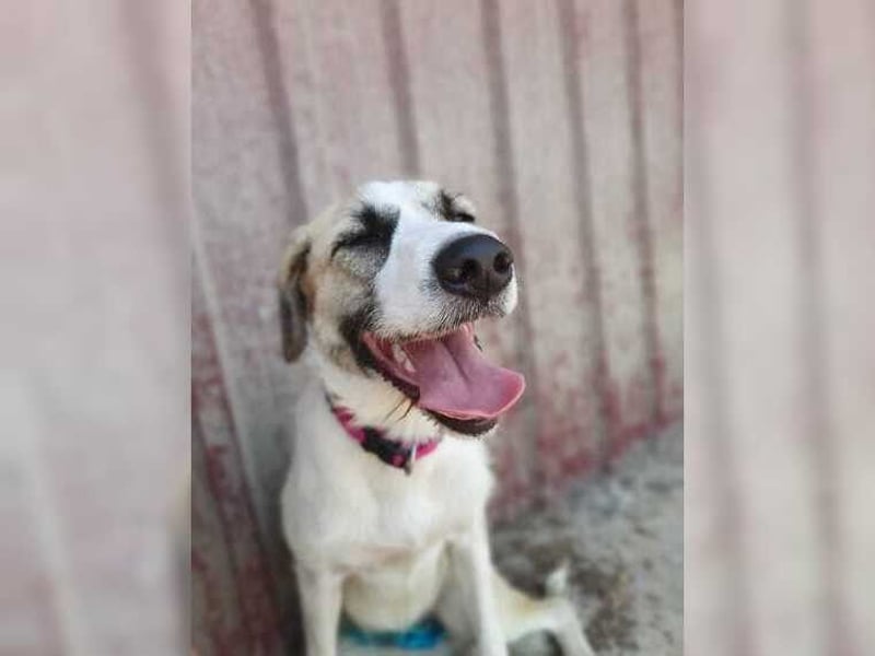 Schmusemaus Gül wäre so gerne Familienhund