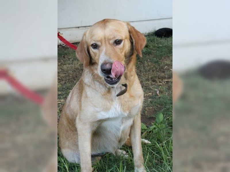 Joy, liebevolle Labrador Mischlingshündin