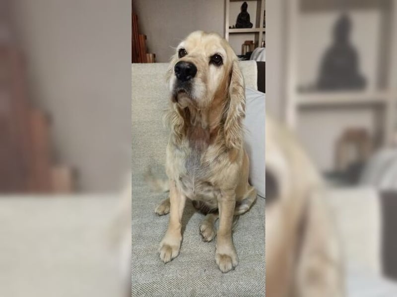 Cockerspaniel Hündin Mella ist der perfekte Familienhund
