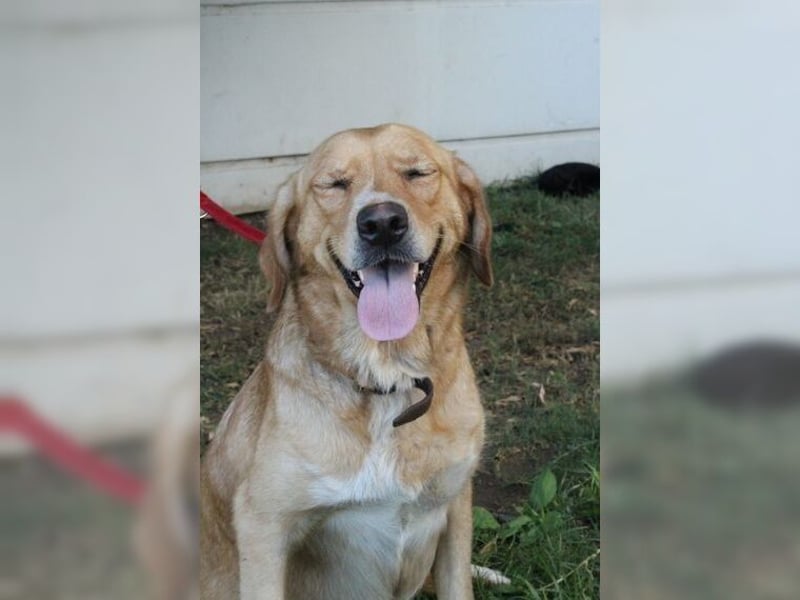 Joy, liebevolle Labrador Mischlingshündin