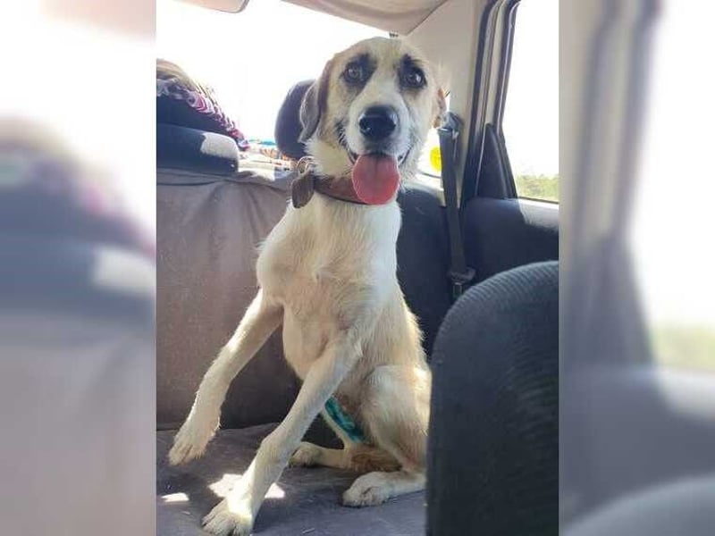 Schmusemaus Gül wäre so gerne Familienhund