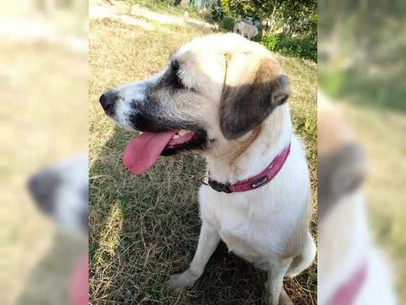 Schmusemaus Gül wäre so gerne Familienhund