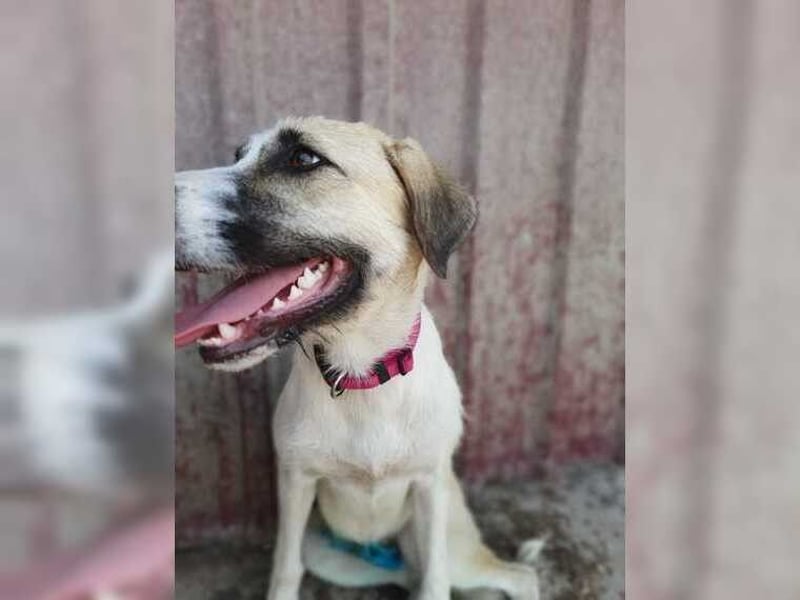Schmusemaus Gül wäre so gerne Familienhund