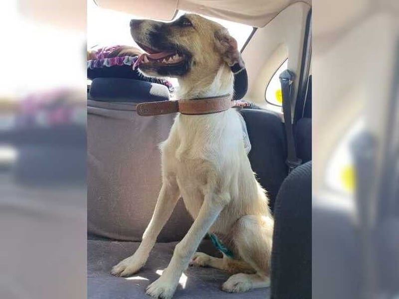 Schmusemaus Gül wäre so gerne Familienhund