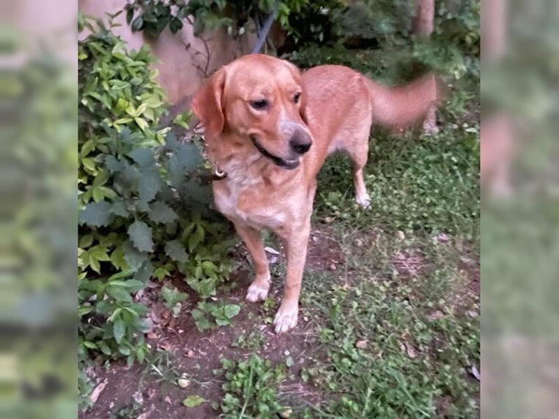Joy, liebevolle Labrador Mischlingshündin
