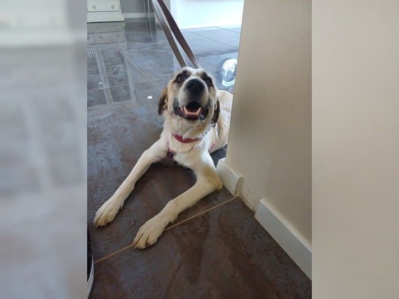 Schmusemaus Gül wäre so gerne Familienhund