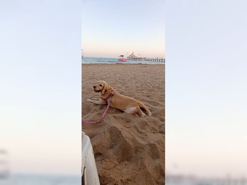 Cockerspaniel Hündin Mella ist der perfekte Familienhund