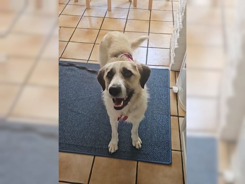 Schmusemaus Gül wäre so gerne Familienhund