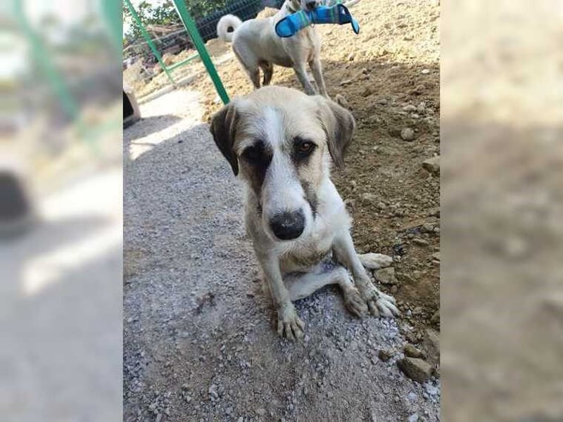 Schmusemaus Gül wäre so gerne Familienhund