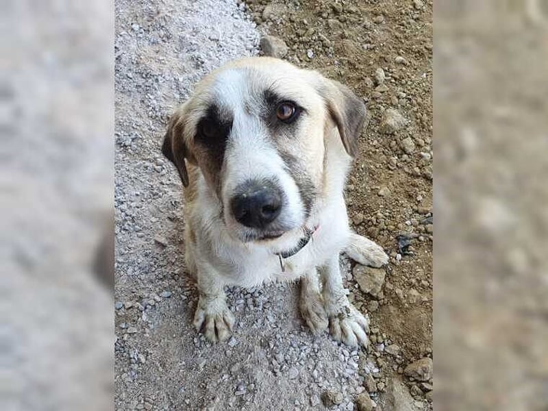 Schmusemaus Gül wäre so gerne Familienhund