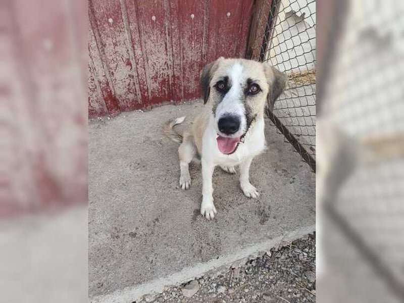 Schmusemaus Gül wäre so gerne Familienhund