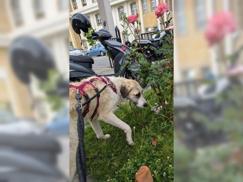 Schmusemaus Gül wäre so gerne Familienhund