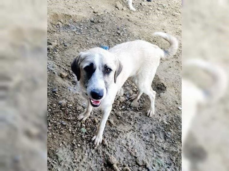 Schmusemaus Gül wäre so gerne Familienhund
