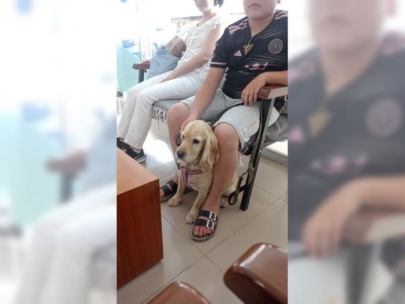 Cockerspaniel Hündin Mella ist der perfekte Familienhund