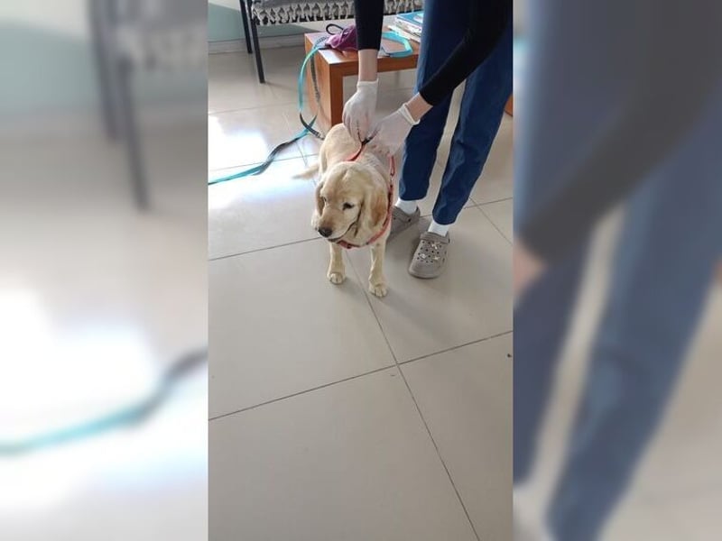 Cockerspaniel Hündin Mella ist der perfekte Familienhund
