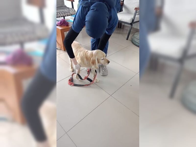 Cockerspaniel Hündin Mella ist der perfekte Familienhund