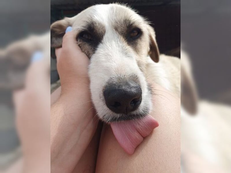 Schmusemaus Gül wäre so gerne Familienhund