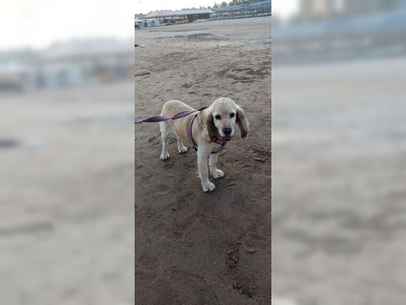 Cockerspaniel Hündin Mella ist der perfekte Familienhund
