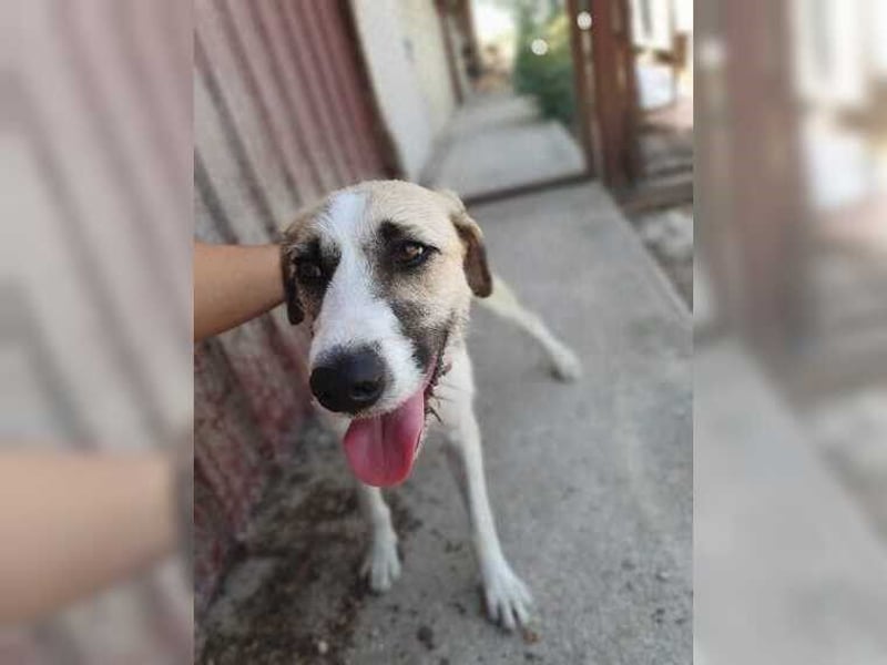 Schmusemaus Gül wäre so gerne Familienhund