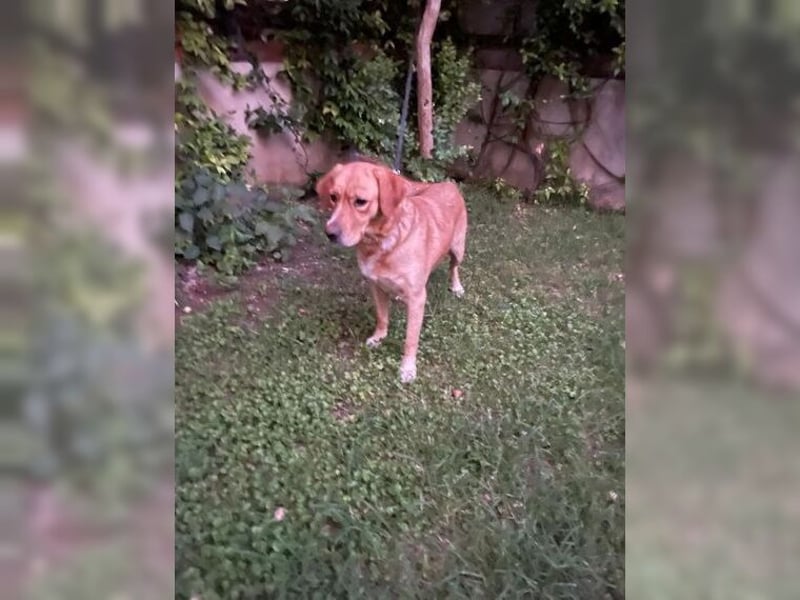Joy, liebevolle Labrador Mischlingshündin