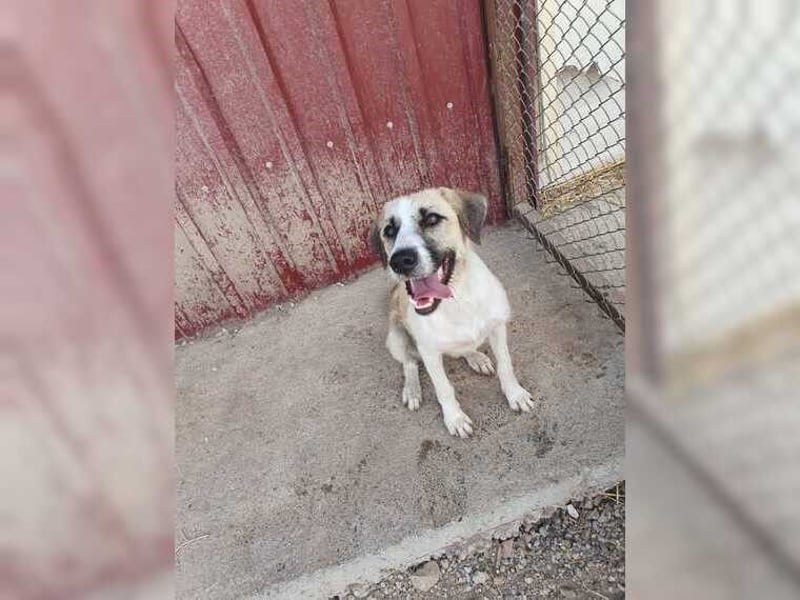 Schmusemaus Gül wäre so gerne Familienhund