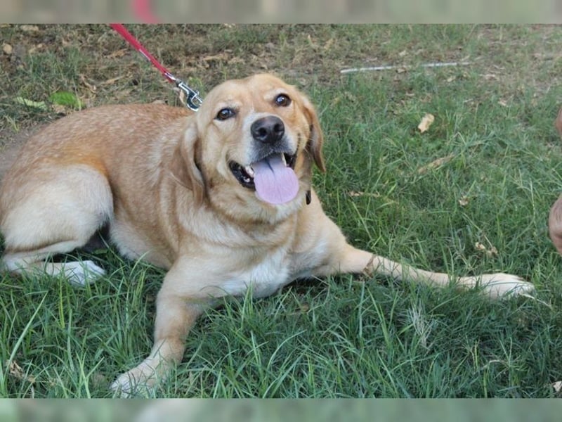 Joy, liebevolle Labrador Mischlingshündin
