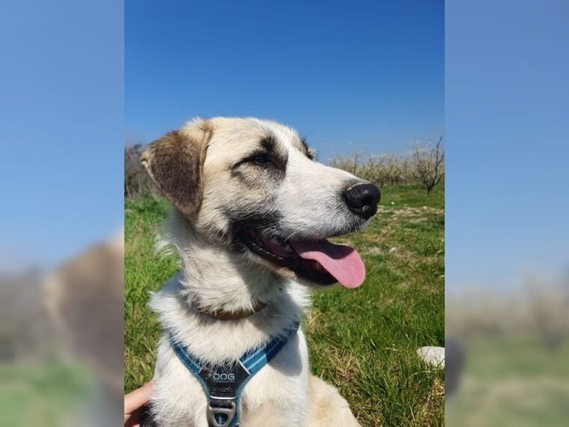 Schmusemaus Gül wäre so gerne Familienhund