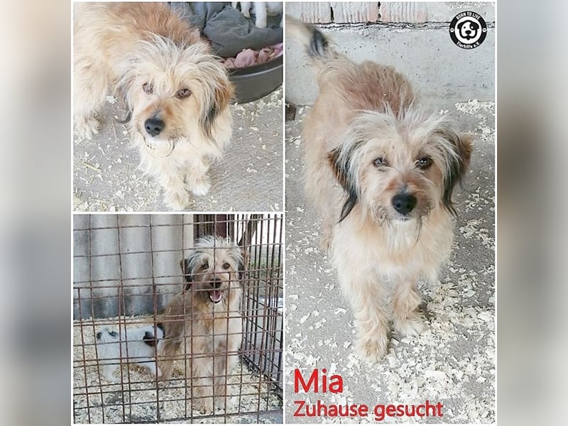 MIA, eine Traummaus