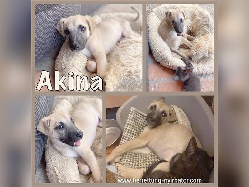 AKINA, zuckersüsse Maus