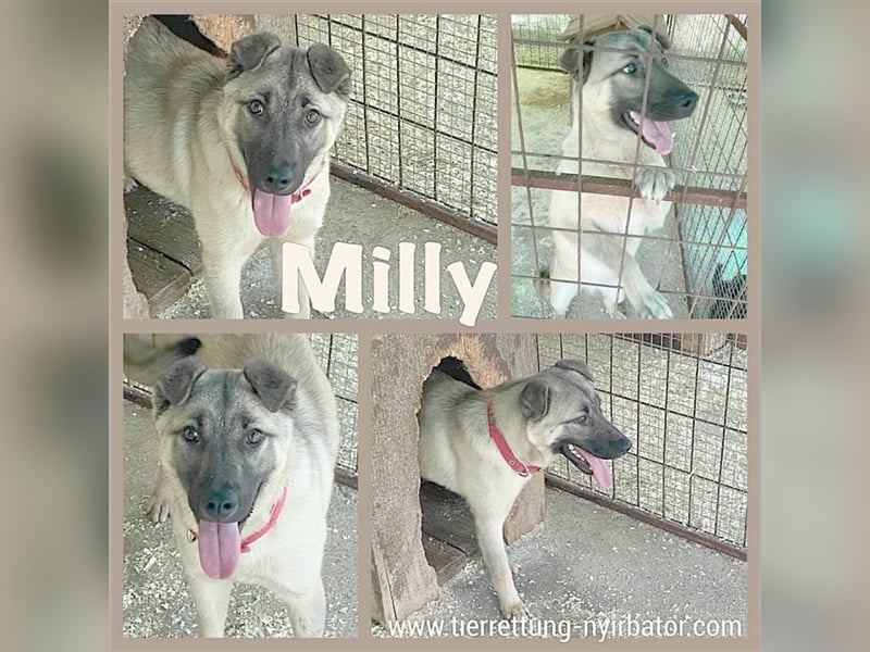 MILLY, bildhübsche Maus